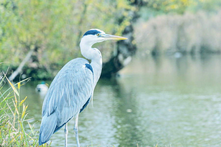 photo of an egret in wetlands